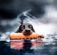 Gordon Setter schwimmt im Fluss