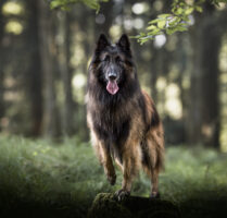 Tervuere stehend im Wald