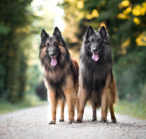 Tervueren Hundefotografie Hundefotografin Schweiz