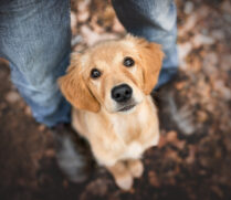 Welpen Fotoshooting Goldi Schweiz Tierfotoshooting