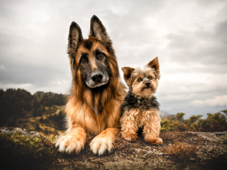 Hunde Fotoshooting Schweiz mit 2 Hunden Hunde Fotoshooting Schweiz mit 2 Hunden