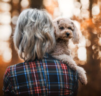 Hundefotoshooting Pudel Tierfotografie Tierfotoshooting Schweiz