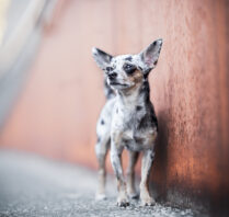Chihuahua steht an einer rostigen Mauer in der Altstadt von Rheinfelden Schweiz