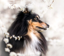 Ein Sheltie sitzt inmitten von weissen Blüten bei einem Hundefotoshooting im Frühling in der Region Bern / Solothurn