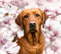 Magnolien Fotoshooting Hund Schweiz Hundefotoshooting