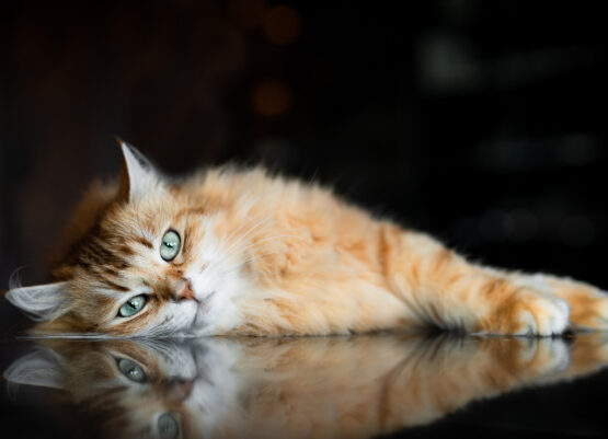 sibirische Katze spiegelt sich auf Steintisch Katzenfotografie Schweiz Photo-Passion Denise Czichocki sibirische Katze spiegelt sich auf Steintisch Katzenfotografie Schweiz Photo-Passion Denise Czichocki