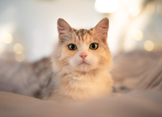 sibirische katze liegt auf bett sibirische katze liegend Katzenfotoshooting Schweiz