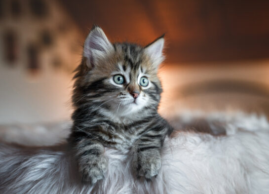 Babykatze Fotoshooting mit Katze Schweiz Babykatze Fotoshooting mit Katze Schweiz