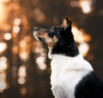Hundefotoshooting Sonnenuntergang Schweiz Bern