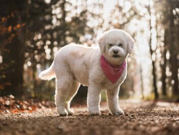 Tierfotografie Bern & Solothurn: Goldenes Waldlicht Weißer Lagotto Romagnolo steht im goldenen Herbstlicht auf einem Waldweg. Stimmungsvolle Tierfotografie in der Region Bern und Solothurn.