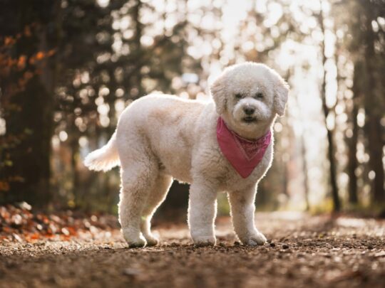 Weißer Lagotto Romagnolo steht im goldenen Herbstlicht auf einem Waldweg. Stimmungsvolle Tierfotografie in der Region Bern und Solothurn.